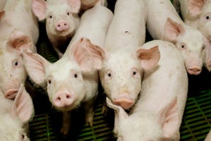 Stress resilience in pigs focus of new welfare project