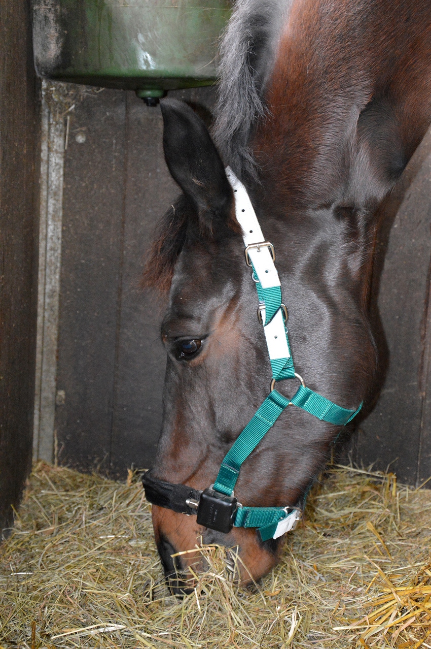 Horses masticate similarly to ruminants