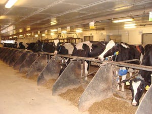 Penn State dairy tie stall barn.jpg