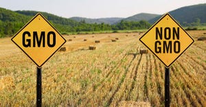 GMO and non-GMO sign in wheat field