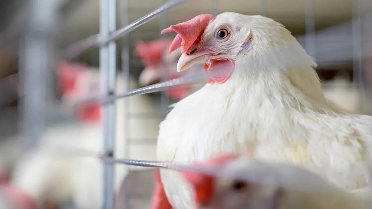 FDA approves Kemin's KemTRACE for broiler breeders, laying hens