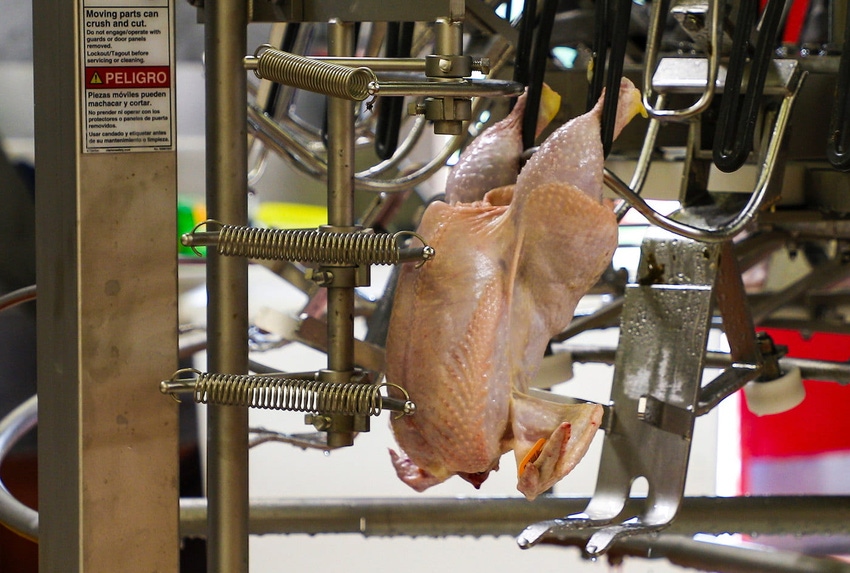 Automation-in-Poultry-Processing.jpg