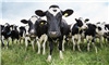 Efficient cows better for environment, profits