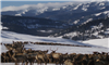 Study shows brucellosis pathways among elk, cattle