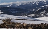 Washington State to study hoof disease in elk