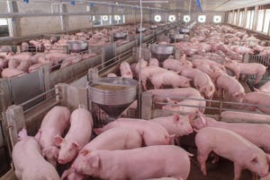 pig-farm-GettyImages-1068384316.jpg