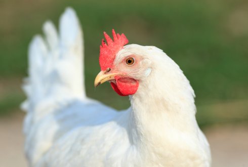 Genetic architecture of survival examined in laying hens