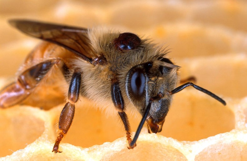 Refrigerating honeybees may fight mites, colony collapse