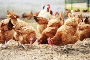 Feed efficiency research in poultry has implications for human health