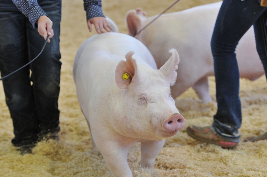Researcher studying ag fairs, flu among pigs
