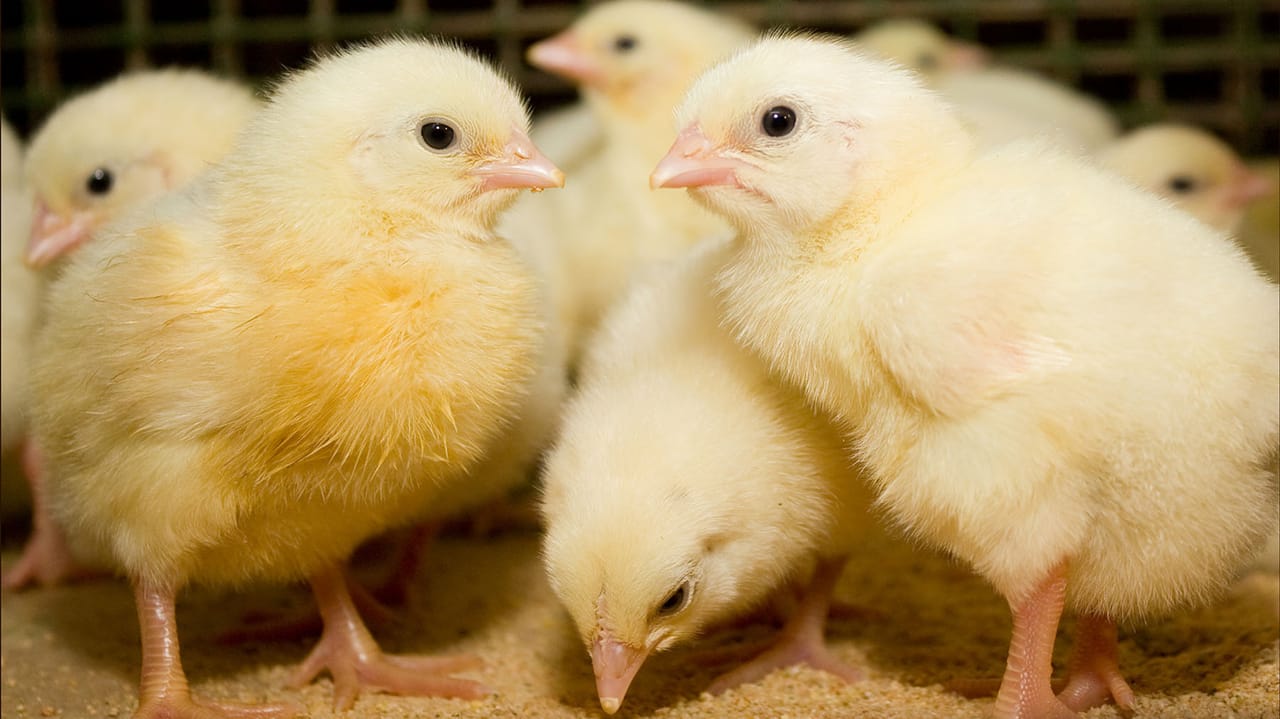 Ib Keys Zoetis IB poultry vaccine receives expanded label approval