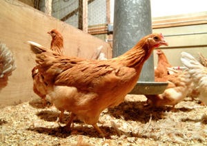 Modified hens could produce medical proteins in eggs