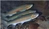 DNA shows salmon hatcheries cause genetic changes