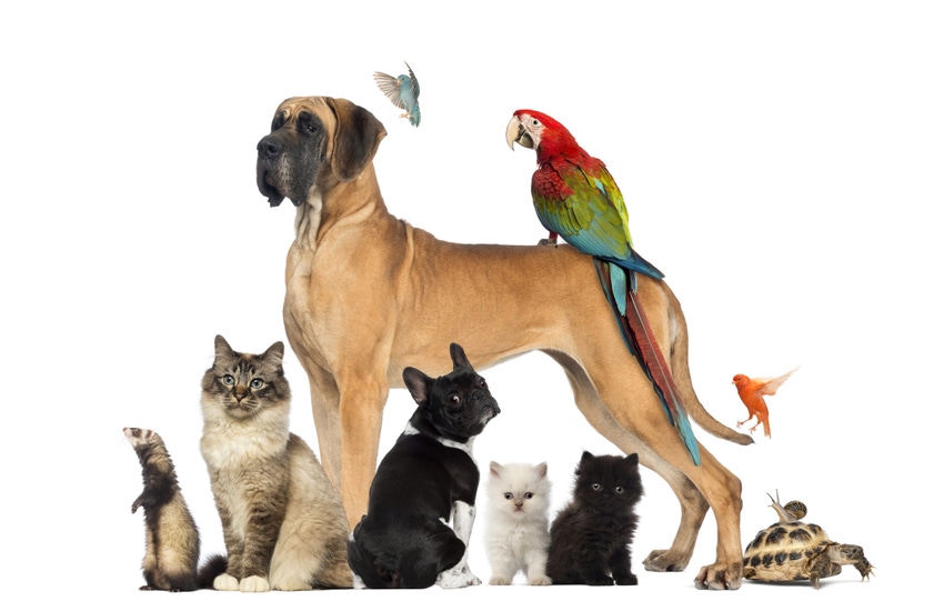 Boehringer Ingelheim invests in China's pet care market