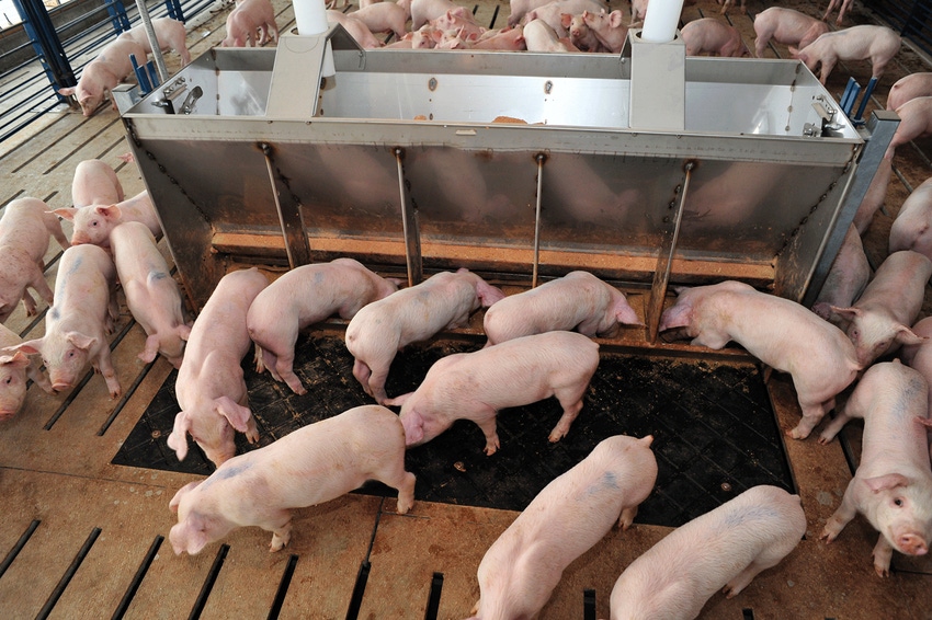 Pigs milling around a feeder