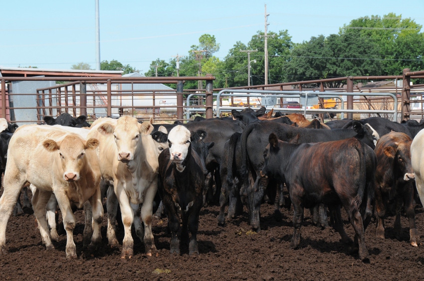 cattle in Oklahoma feedlot_USDA-7413872416_08a19b0156_k.jpg