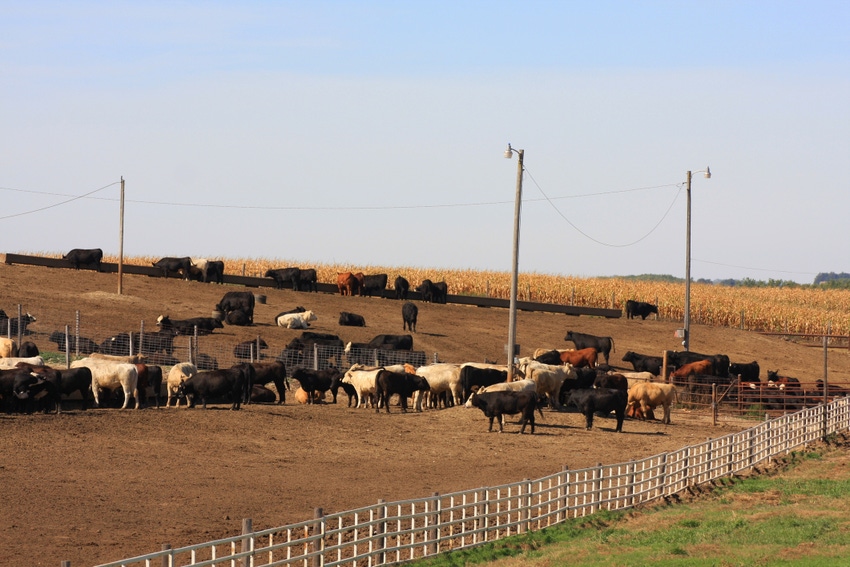 Cattle in U.S. feedlot