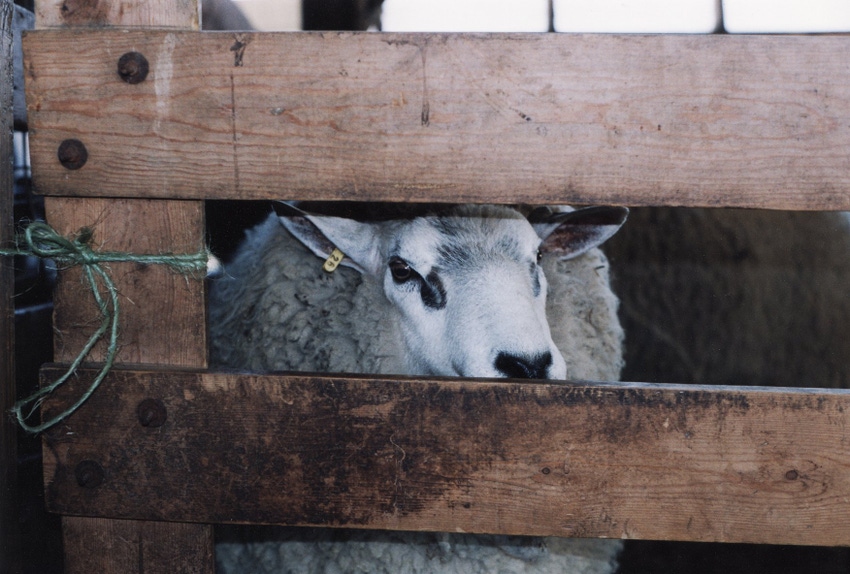Lundeen sheep ram.jpg