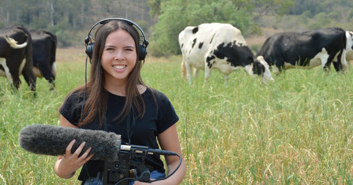Cows maintain individual vocalization patterns