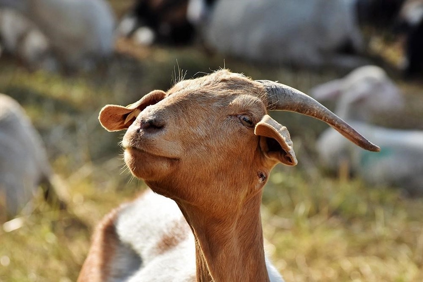 Roslin climate goat genes.jpg