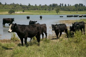 Kansas State cattle and water.jpg