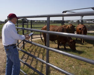 Texas AM AgriLife Hairgrove checks cattle IMG_2339-1024x817.jpg