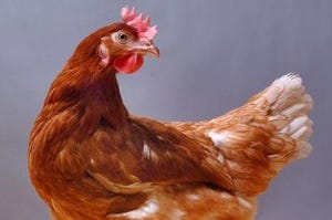 Roslin chicken disease resistance2.jpg