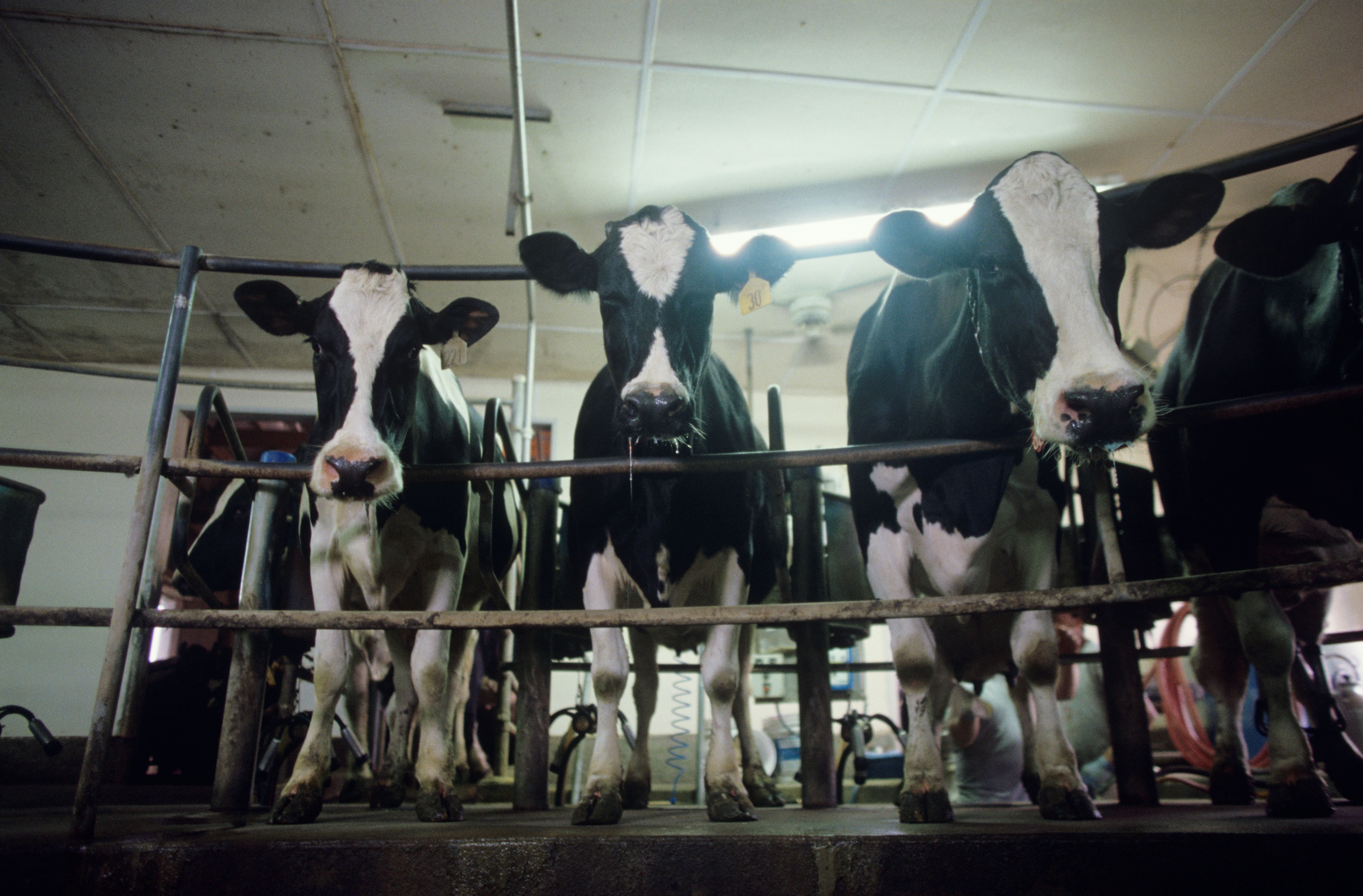 HPAI detected in South Dakota dairy herd - Vimarsana News