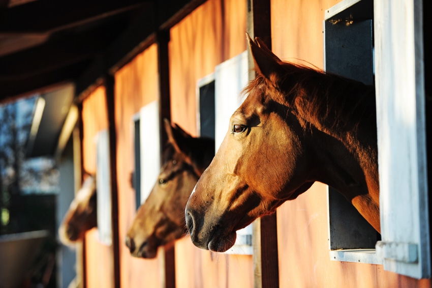 New guidelines issued for preventing, treating strangles in horses