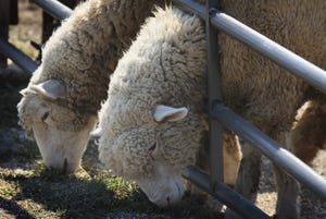 Carbon, water footprints estimated for sheep production