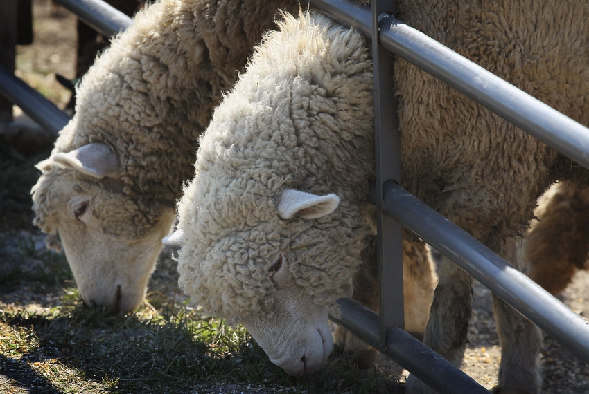 ASI, Iowa State center to develop secure sheep, wool plan