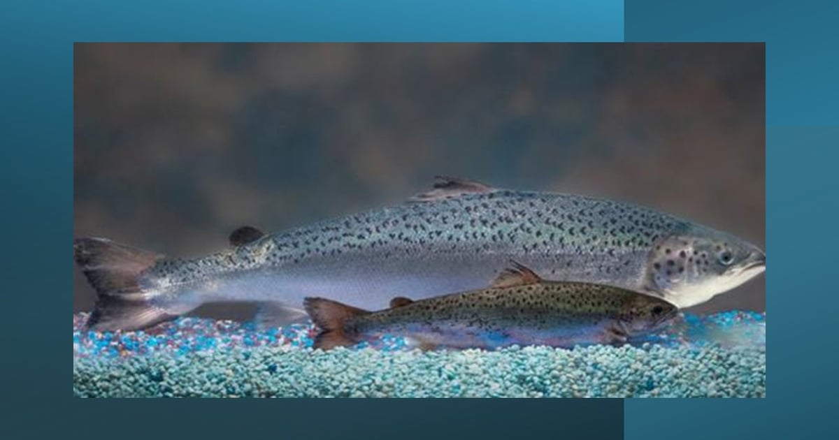 AquaBounty winds down fish farming operations