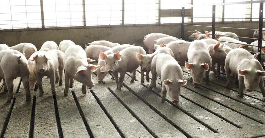 Influenza A virus in swine – a looming threat