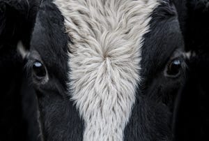 Recent inbreeding in cows linked to greater depression