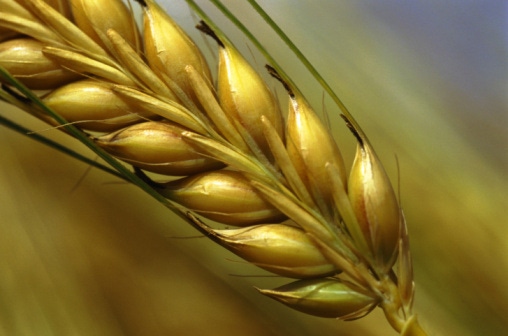 GE wheat confirmed in Washington state