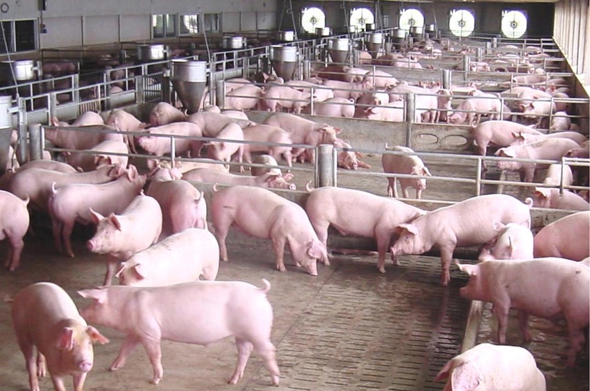 Recovery of livestock strengthens Vietnam economy Recovery of livestock strengthens Vietnam economy