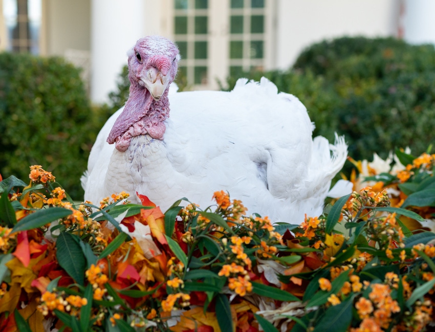 2019 white house turkey.jpg