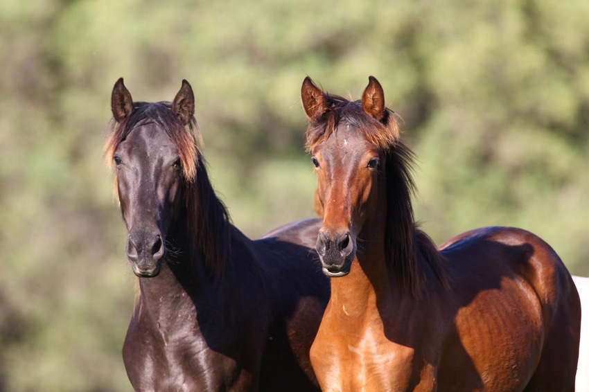 Prevalence of twin births in pure Spanish horses not linked to infertility