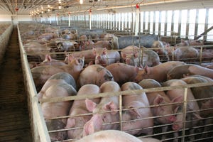 hogs in Iowa finishing barn