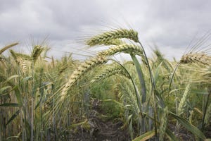 Unique wheat passes digestibility test