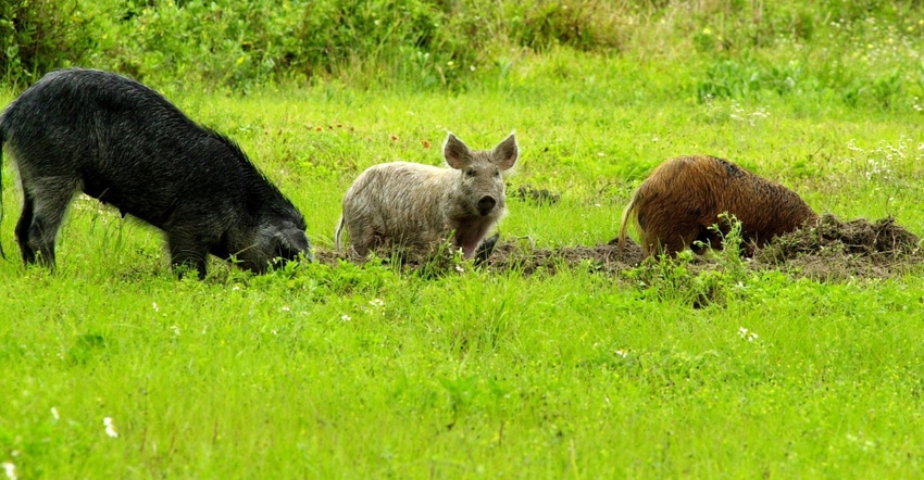 Feral swine in green field