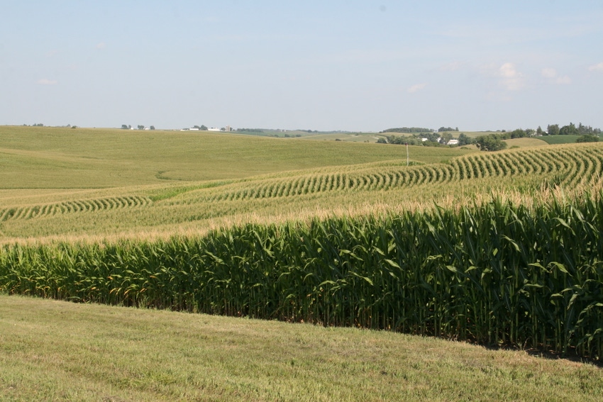 Corn study finds genes that help crops adapt to change
