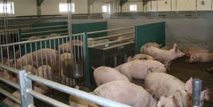 Abattoir lesions in finishing pigs vary by production system