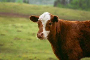 Washington State beef calf.jpg
