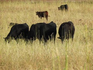 UCANR cattle graze 74691.jpg