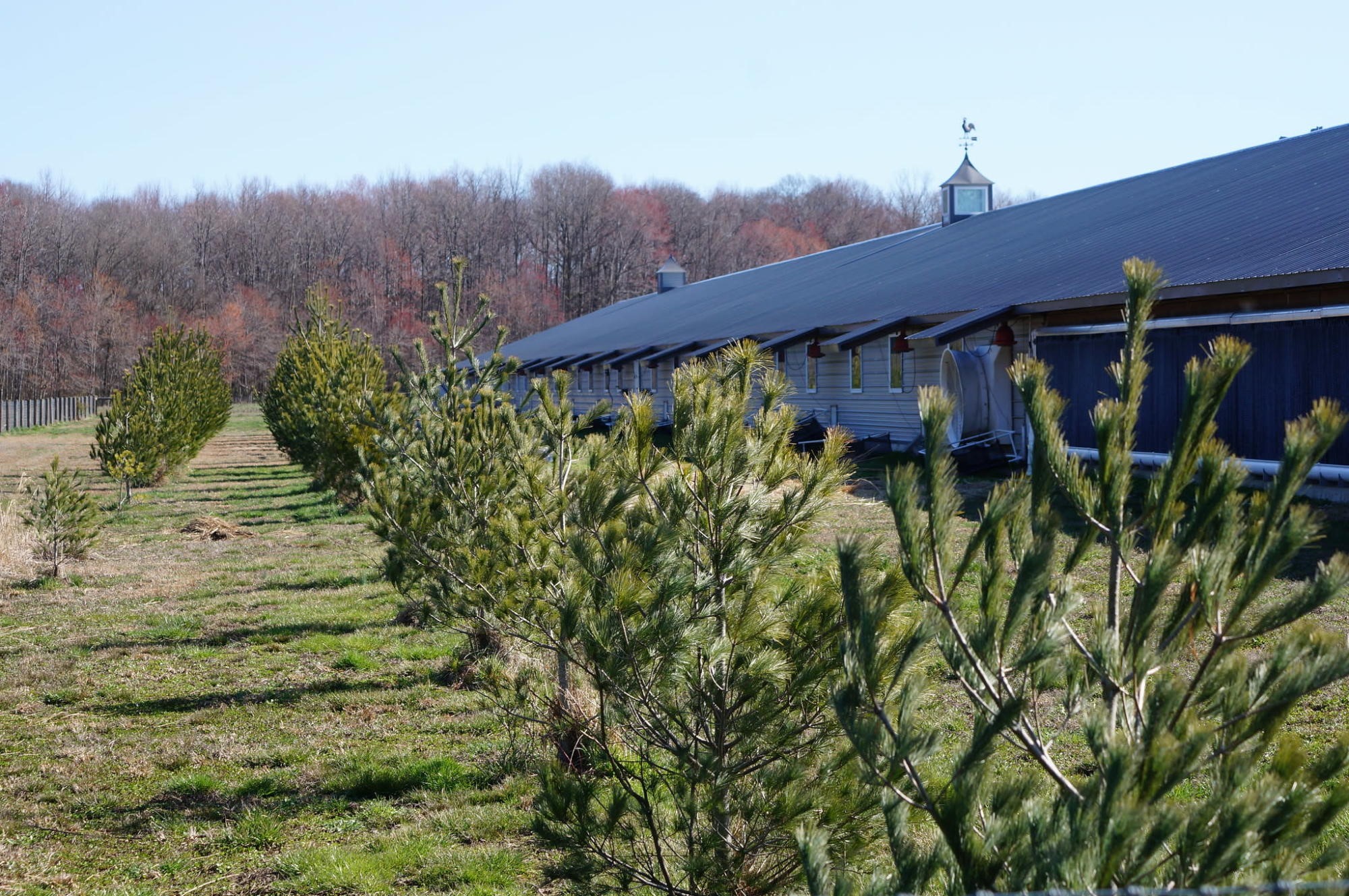 Groups investing $2m to improve Delmarva chicken farming practices - Vimarsana News