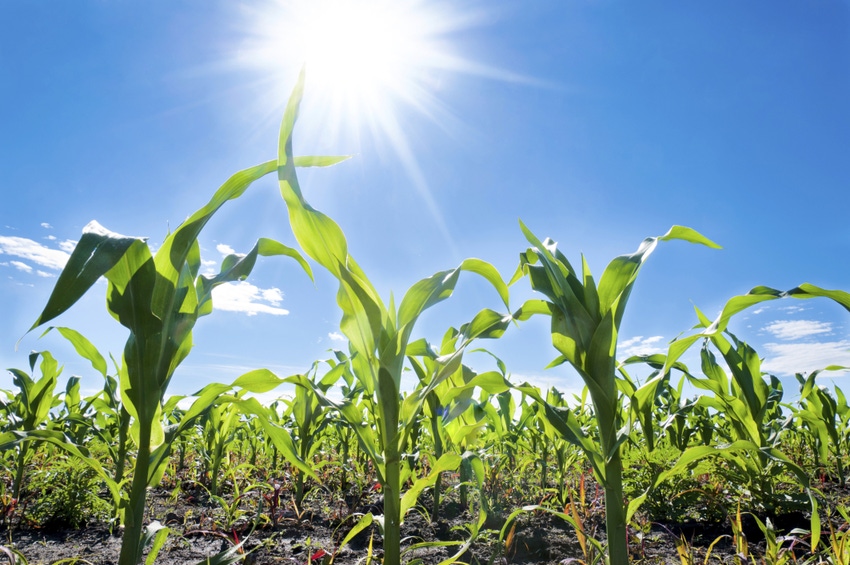 Genetically boosting methionine in corn could benefit millions