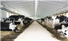 Low-flow sprinklers may cool dairy cows