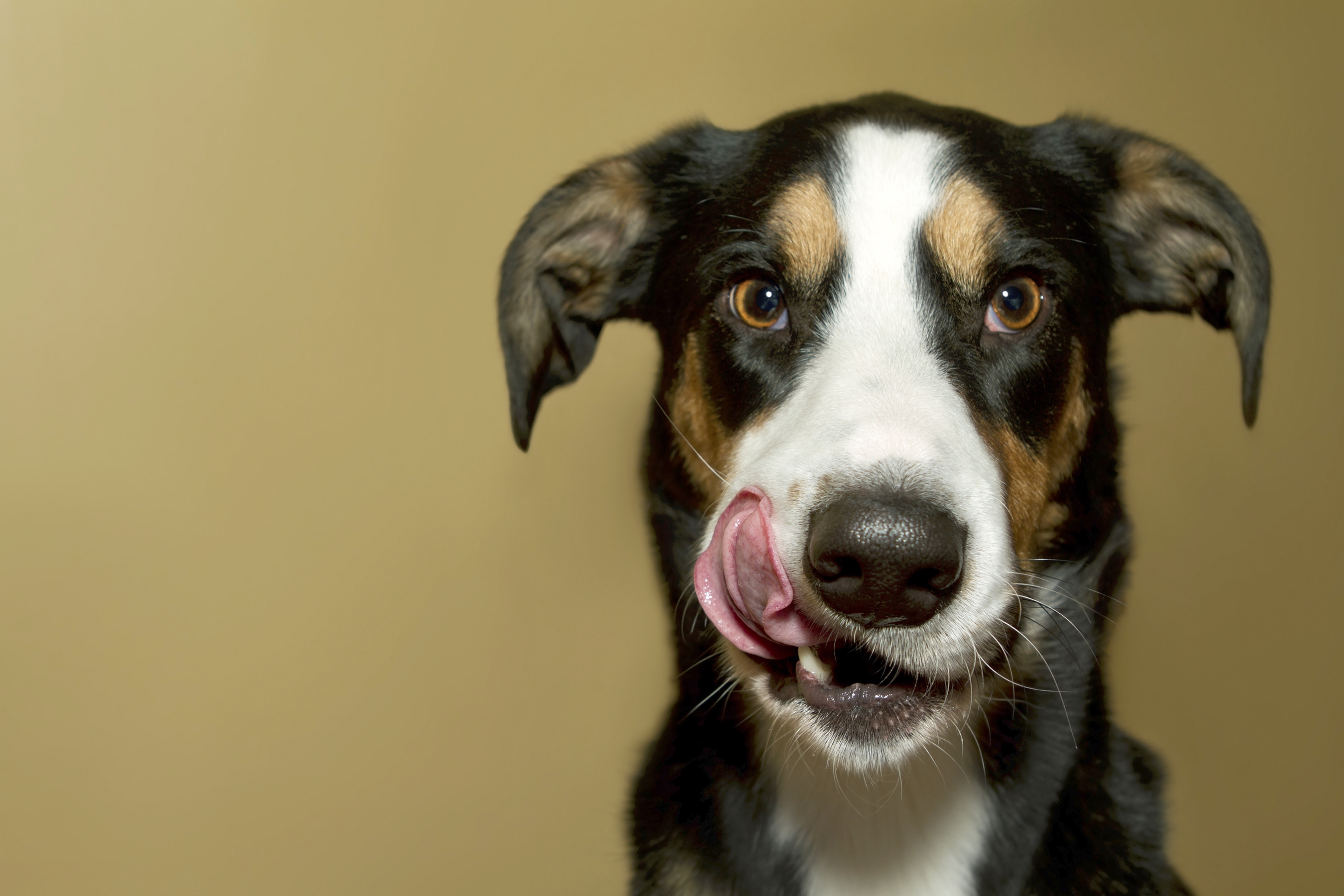 FDA investigating potential link between diet canine heart disease