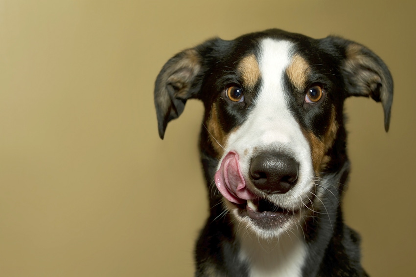 Fresh, raw diets for dogs may have health benefits